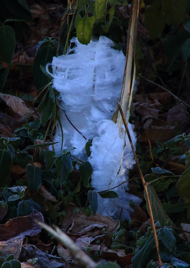 Frost Flower Boxley Valley, Northwest Arkansas Dan Davis Flickr