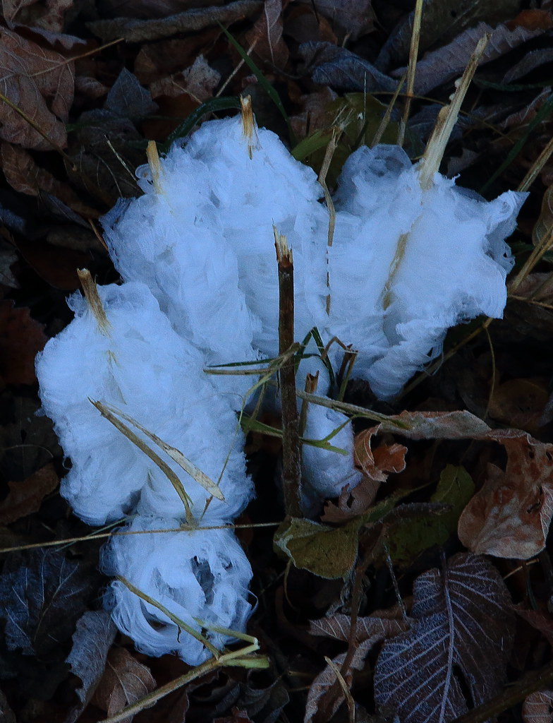 Frost Flower Boxley Valley, Northwest Arkansas Dan Davis Flickr