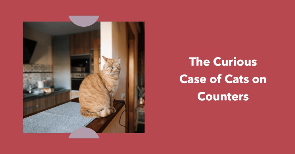 How to Keep Your Cat off the Kitchen Counters via BEACONPE… Flickr