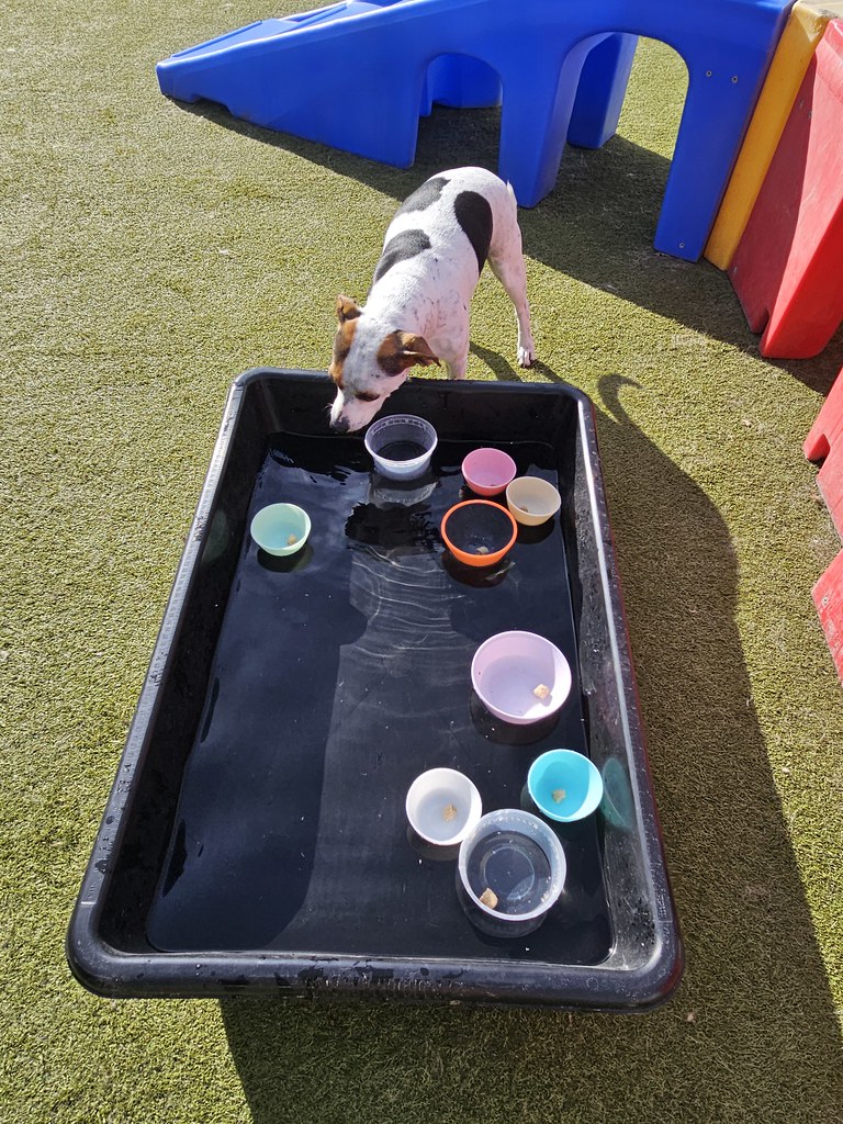 20231129_120425 Holiday House Pet Resort and Training Center Flickr