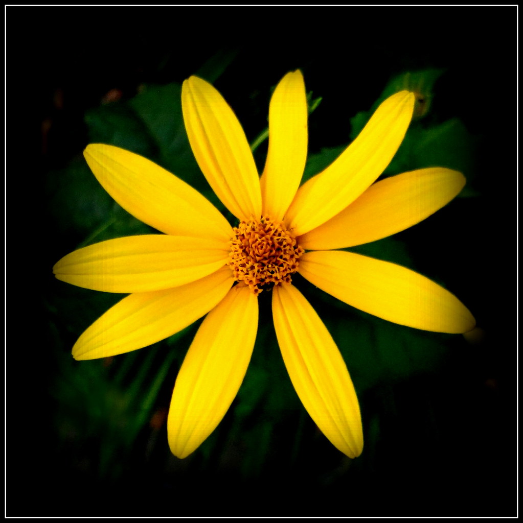 False Sunflower Natural Wonder Dmitriy Fomenko Flickr