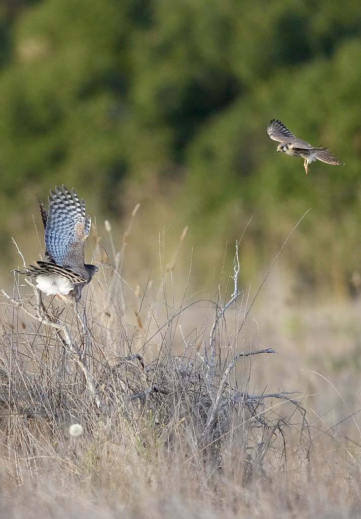 Cooper’s Hawk and American Kestrel More Mesa late afternoo… Flickr