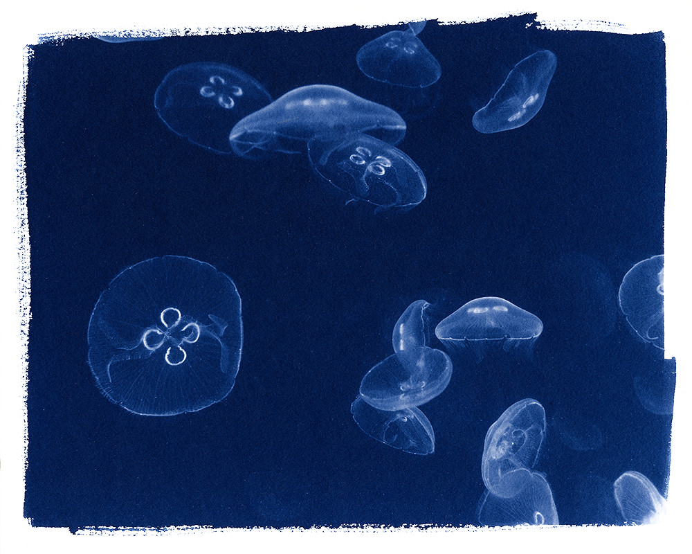 Aurelia Aurita November Aluminiumcyanotype Paper Fabriano… Flickr