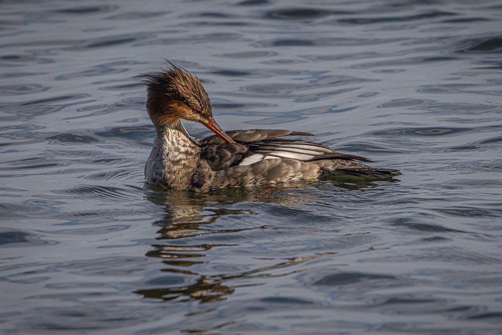 It's duckhunting season again! (preening redbreasted mer… Flickr