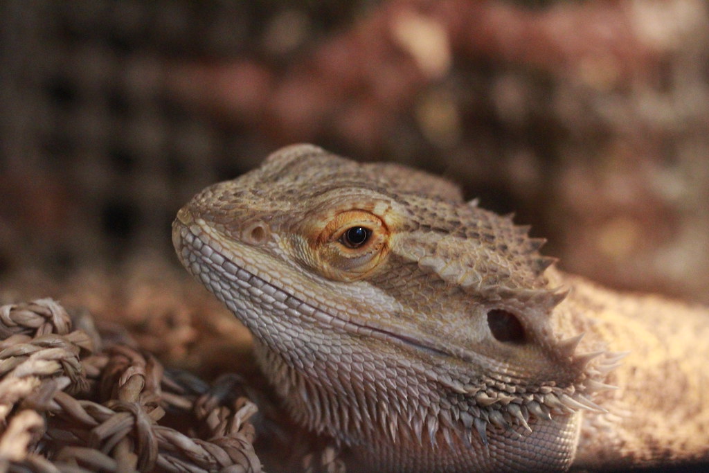Rex The sweet bearded Dragon Johanna Dasilva Flickr