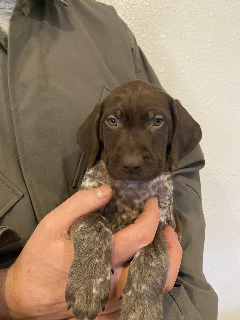 Male 1 Maebe x Bob Willow Creek Kennels Flickr