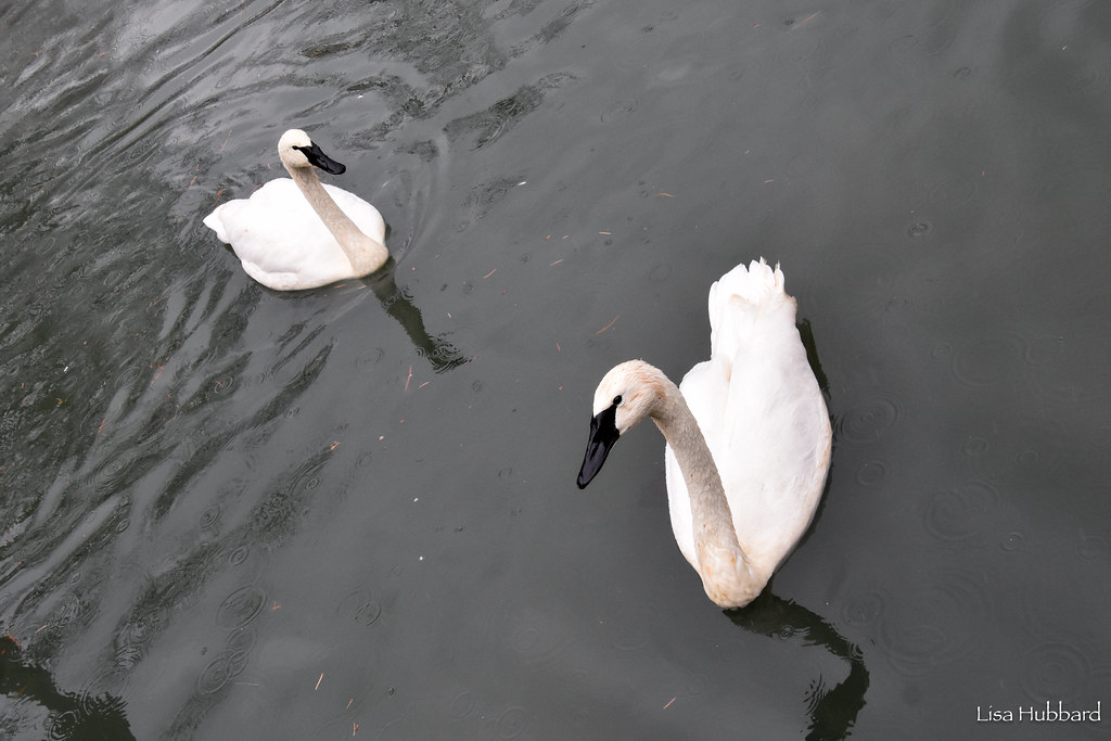 DSC_5661.jpg Lisa Hubbard Flickr