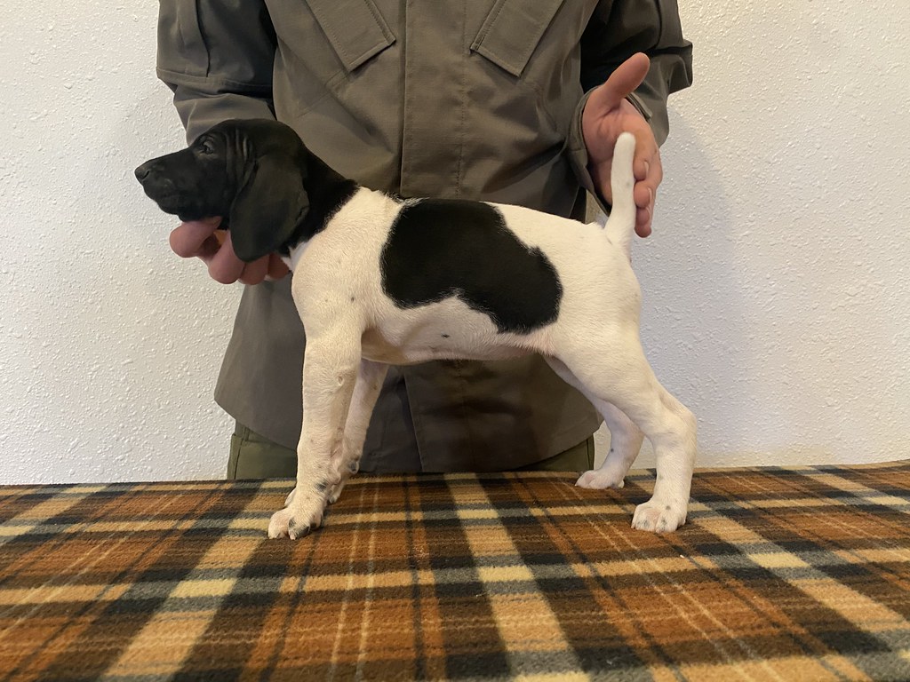 Female 4 Maebe x Bob Willow Creek Kennels Flickr