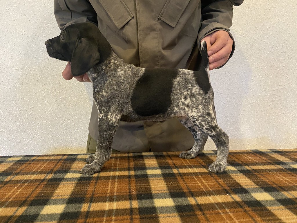 Female 5 Maebe x Bob Willow Creek Kennels Flickr