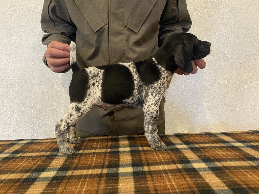 Male 2 Maebe x Bob Willow Creek Kennels Flickr