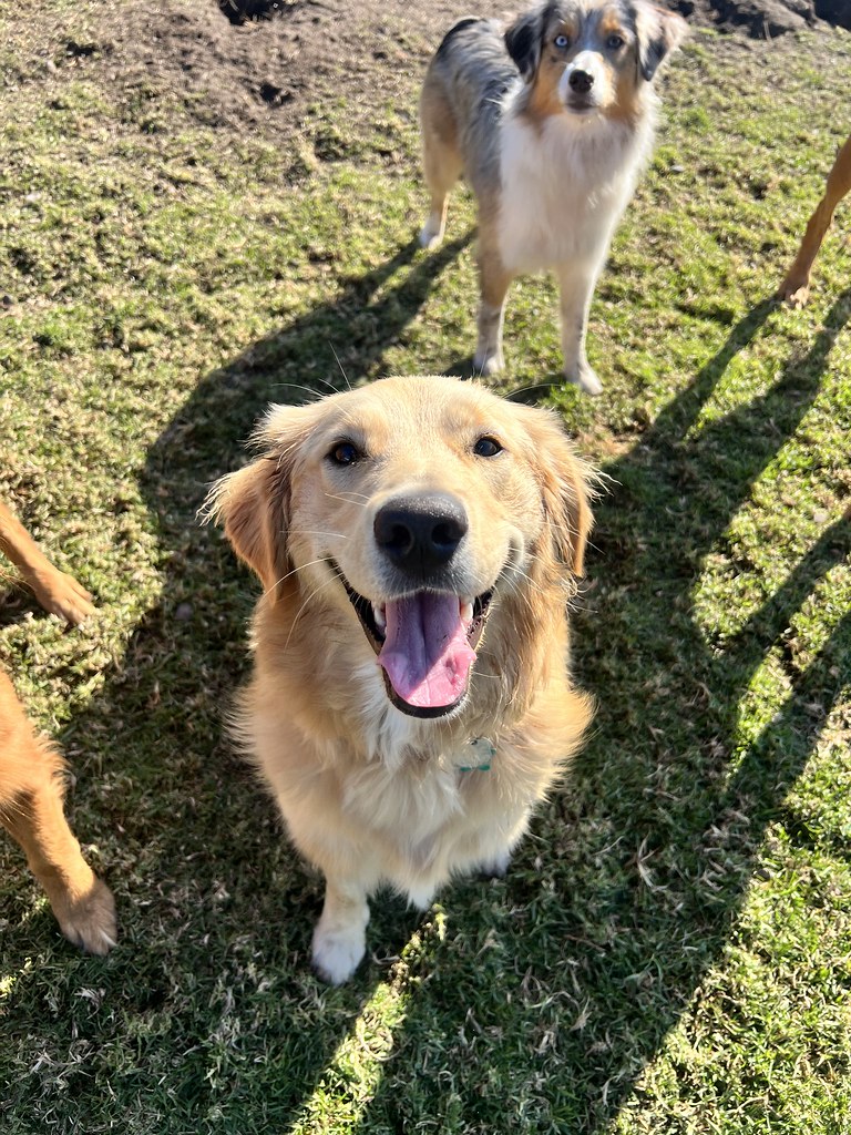 Untitled Creekside Pet Boarding Flickr