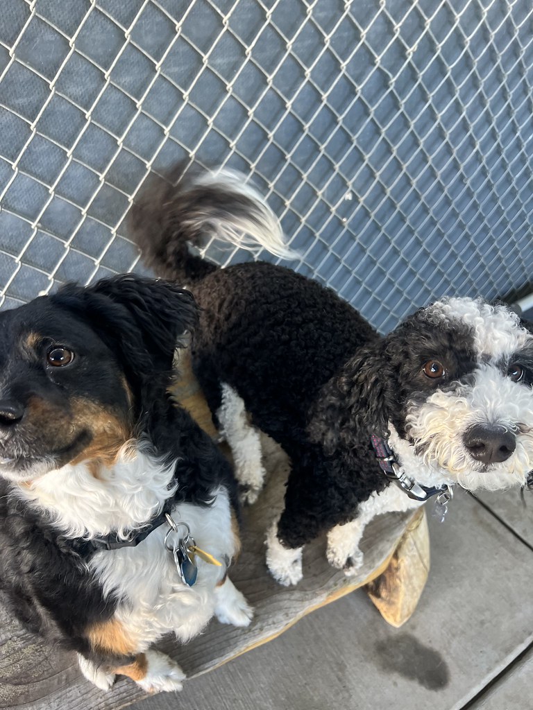 Untitled Creekside Pet Boarding Flickr