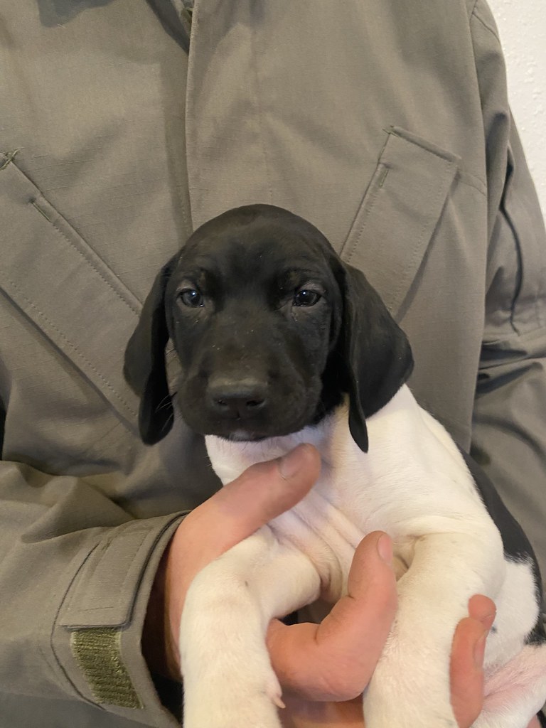 Female 4 Maebe x Bob Willow Creek Kennels Flickr