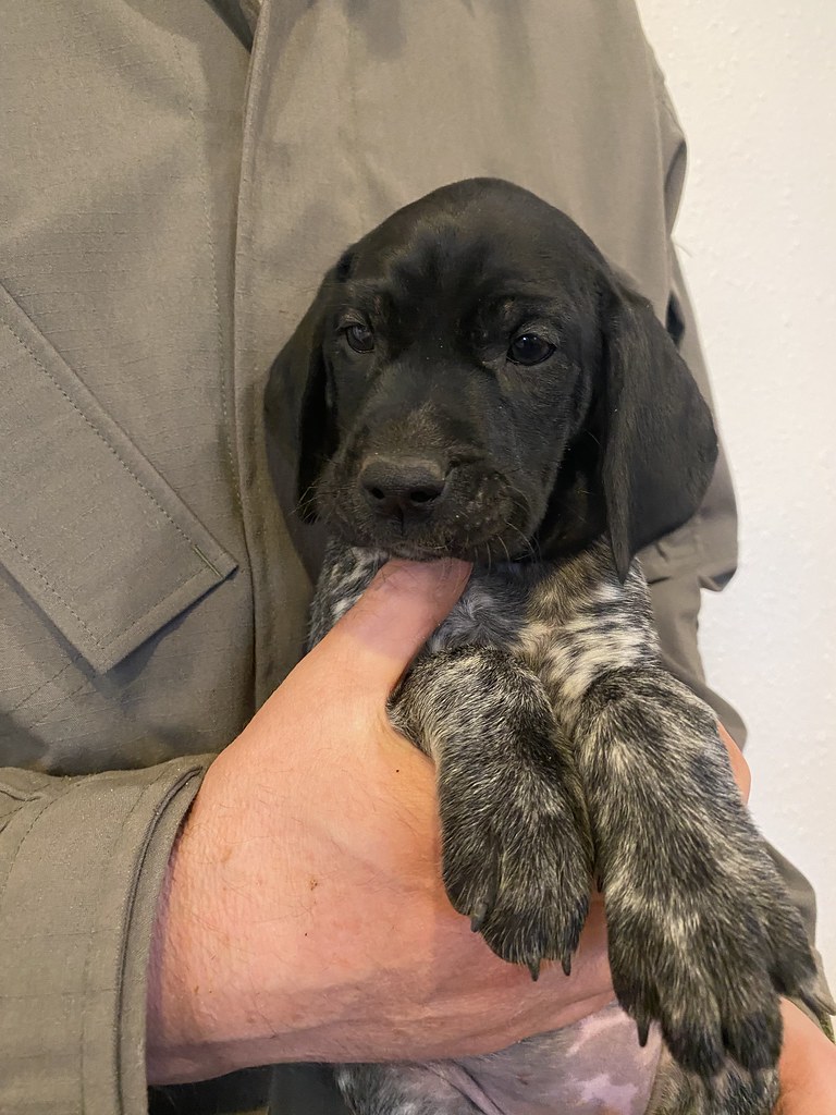 Female 6 Maebe x Bob Willow Creek Kennels Flickr