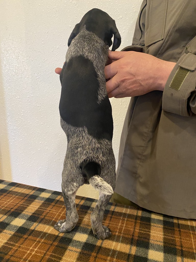 Female 6 Maebe x Bob Willow Creek Kennels Flickr