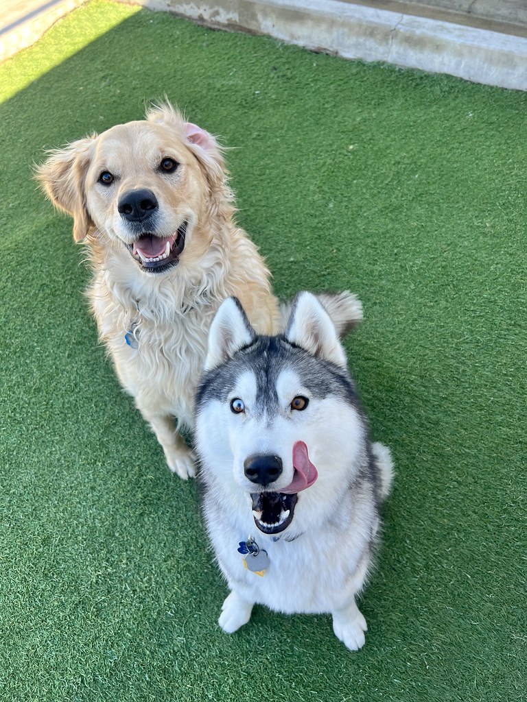 Untitled Creekside Pet Boarding Flickr
