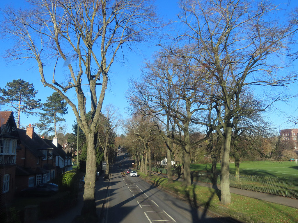 Bournville trees on Linden Road past the Bournville Cricket Ground a