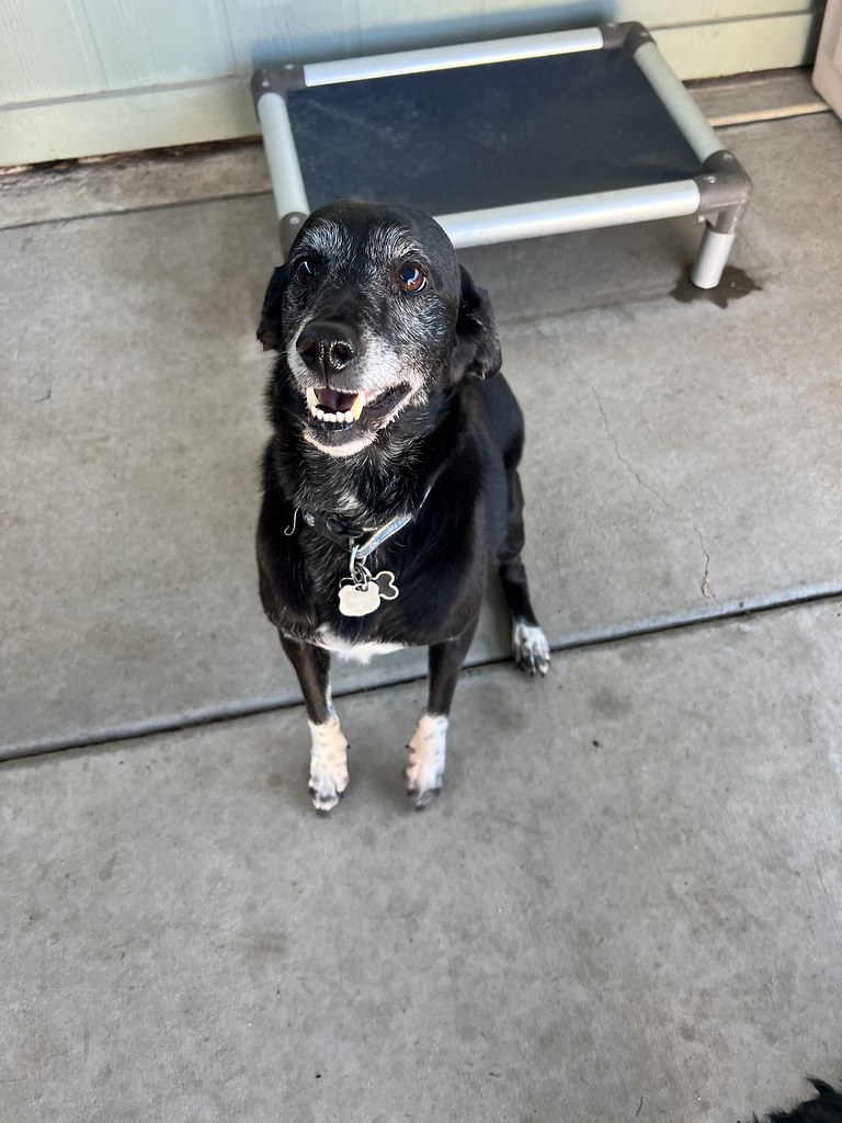 Untitled Creekside Pet Boarding Flickr