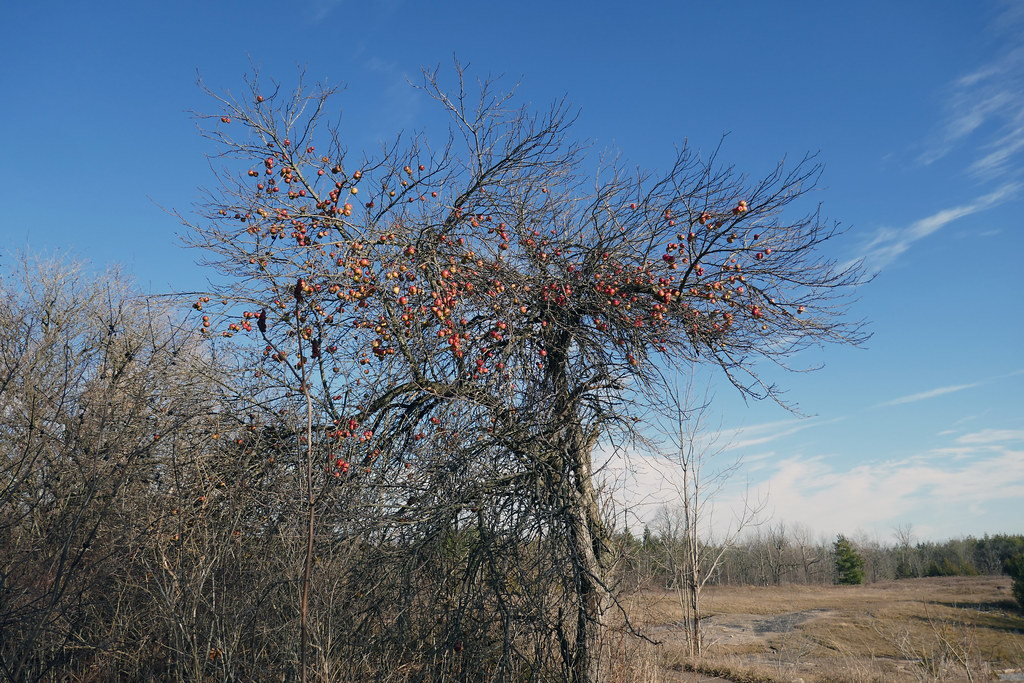 Apple tree Fletcher Creek Ecological Preserve (4) Joe Flickr