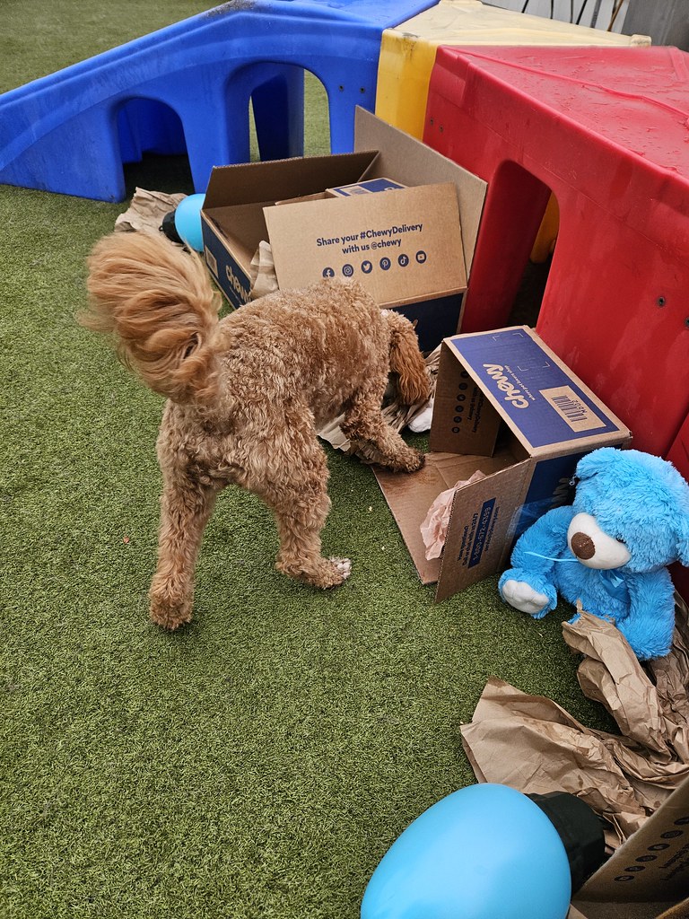 20231201_124051 Holiday House Pet Resort and Training Center Flickr