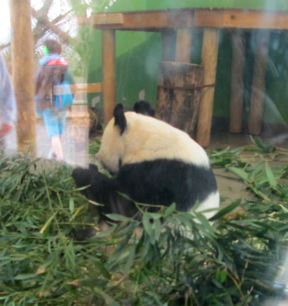 Edinburgh Zoo Panda jackdeightonsf Flickr