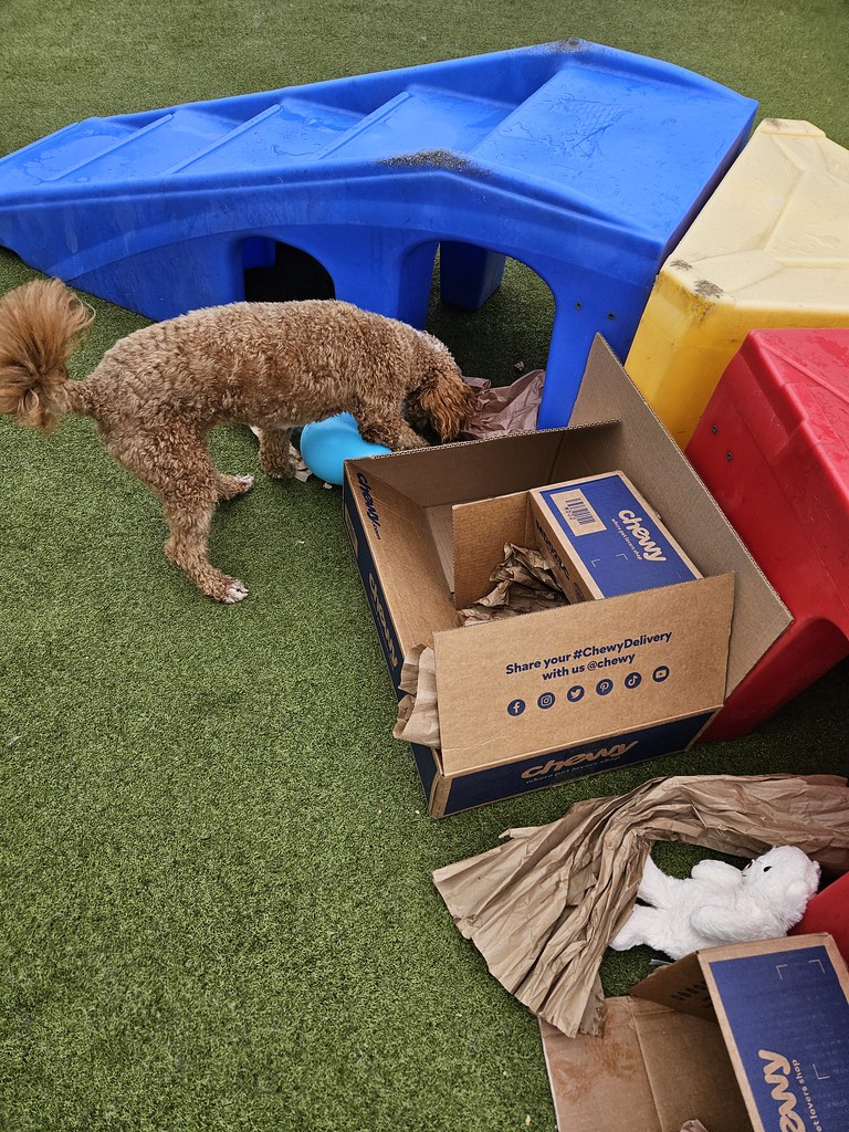 20231201_124100 Holiday House Pet Resort and Training Center Flickr