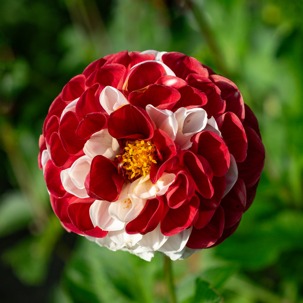 Pom Pom Dahlia Mount Ephraim Gardens Aliy Flickr