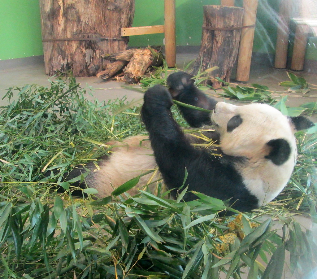 Panda at Edinburgh Zoo jackdeightonsf Flickr
