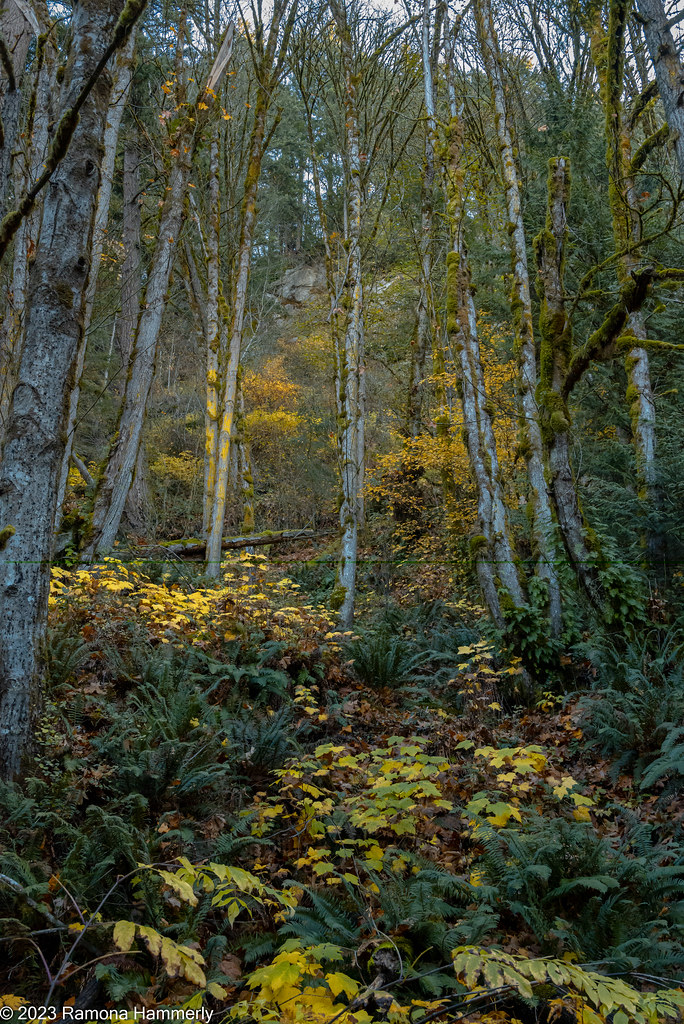Above the Trail From Hertz Trail in Lake County Pa… Ramona