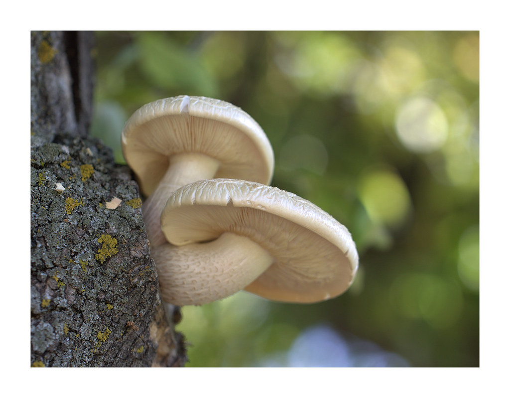Elm Oyster Mushroom These wild elm Oyster mushrooms grow o… Flickr
