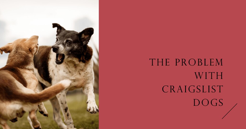 Craigslist Dogs A Sad Reality via BEACONPET Flickr