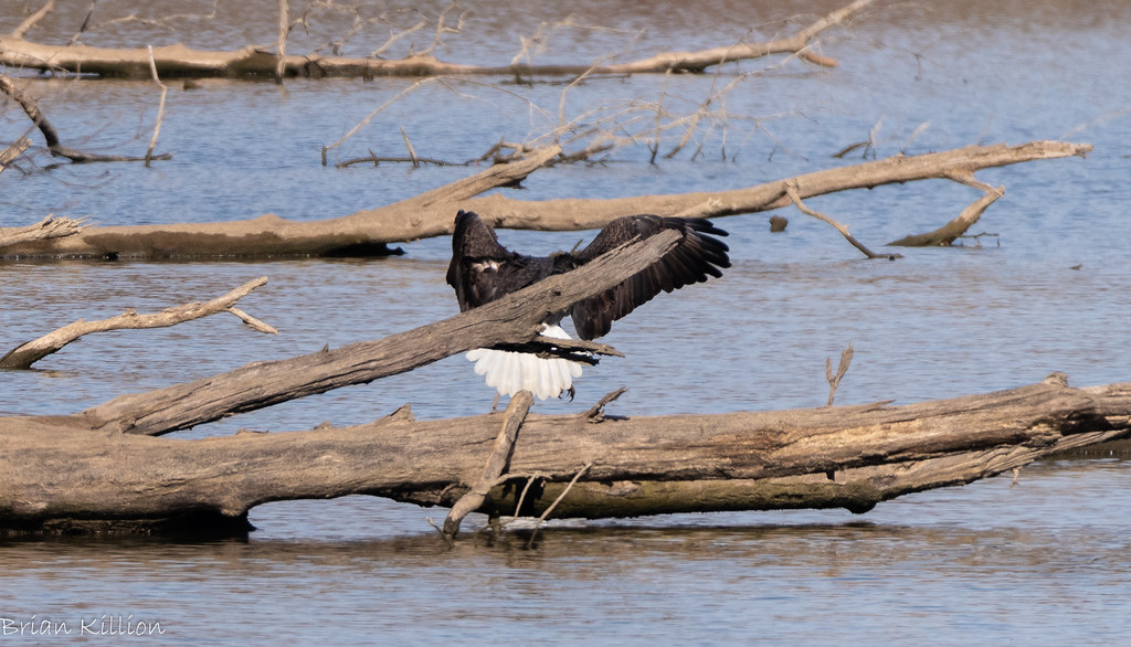 850_1112.jpg Brian Killion Flickr