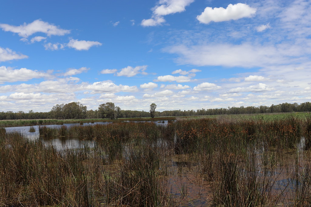 IMG_0152 Reed Beds Bird Hide at Mathoura is a birdwatcher’… Flickr