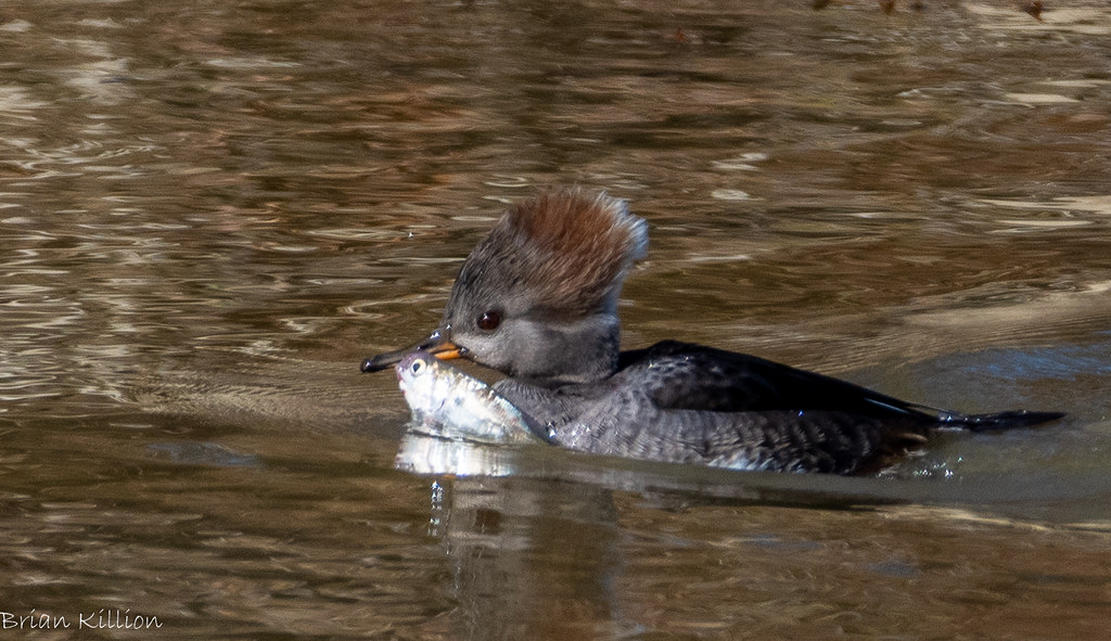 850_61432.jpg Brian Killion Flickr