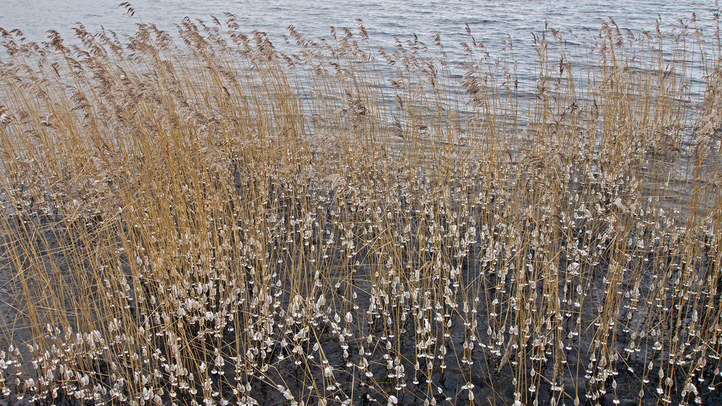 Reeds & Ice Vass & Is Franz Airiman Flickr