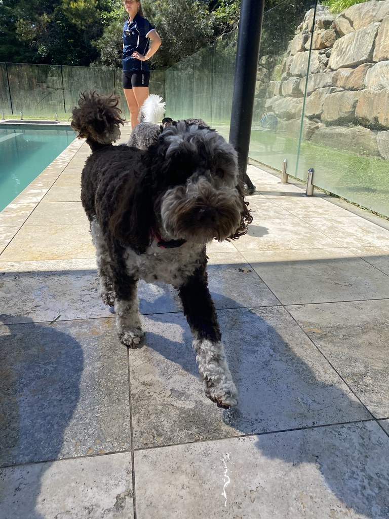 DDC Littles 4/12 Terrigal Pet Resort Doggy Day Care Flickr