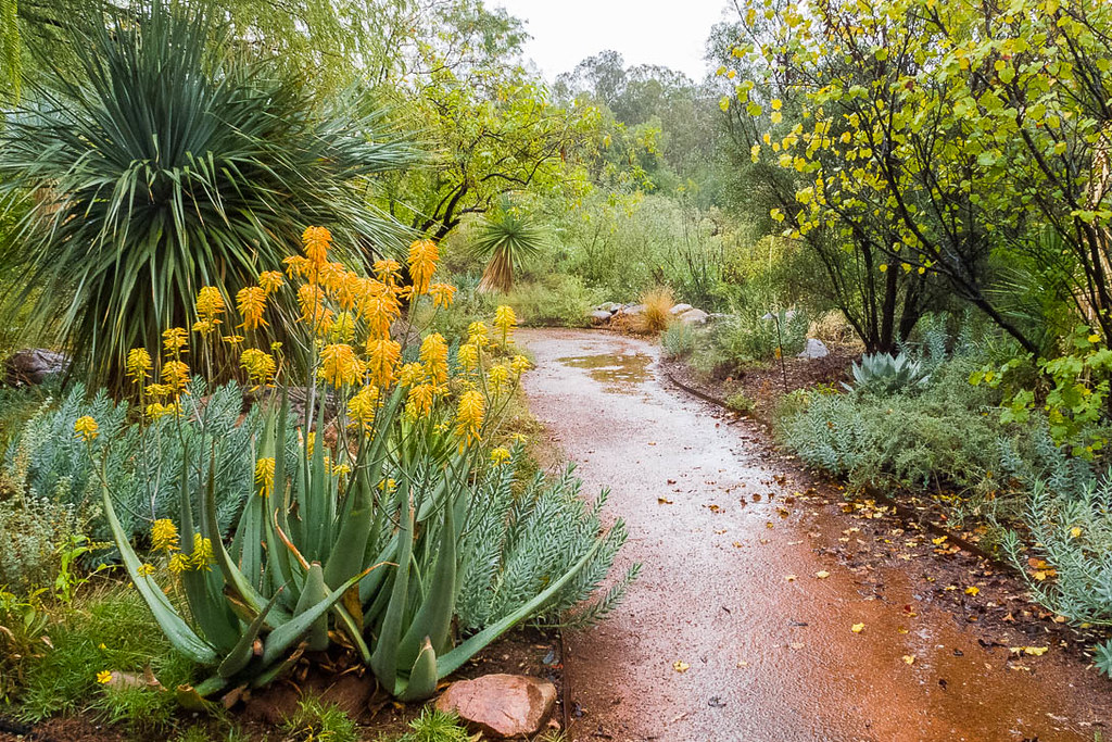 1310 In the Rain A landscape of BoyceThompson arboretum i… Flickr