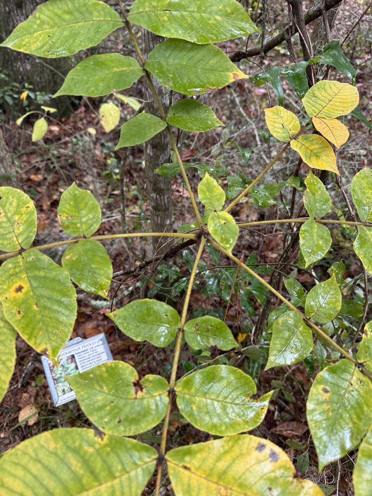 108. Carya tomentosa leaves and arrangement Jessica Flickr