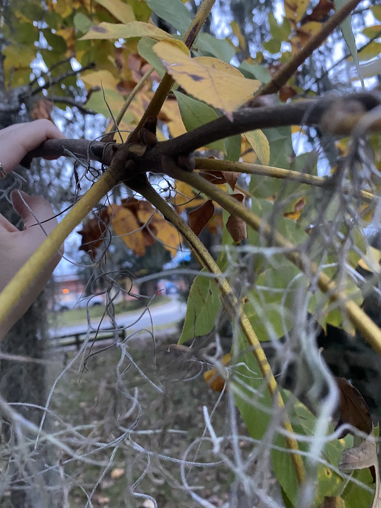98 Carya tomentosa leaf arrangement Family Juglandace??? Flickr
