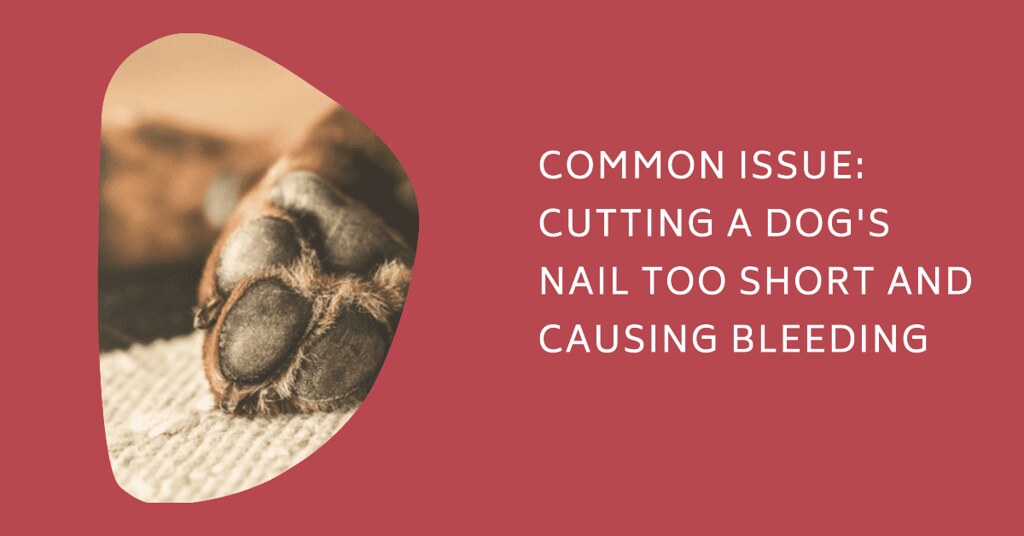 Common Issue Cutting a Dog’s Nail Too Short and Causing B… Flickr