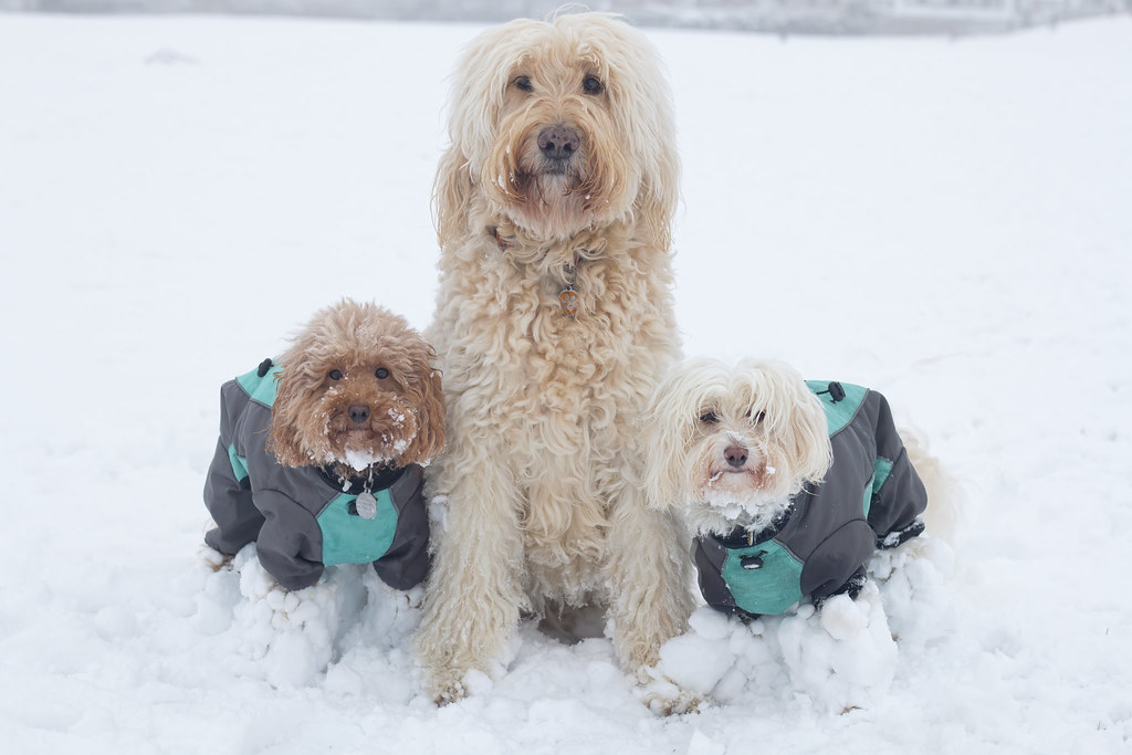 Snow dogs We've had freezing temperatures & quite a bit of… Flickr