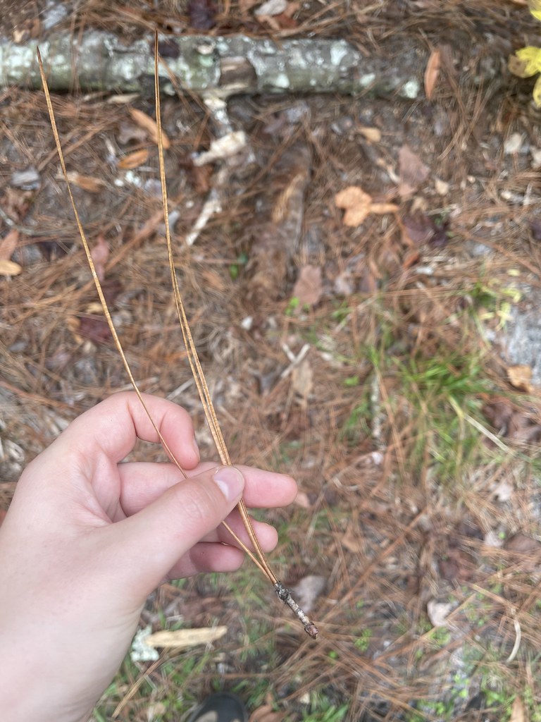 Pinus palustris needles Pinaceae, longleaf pine, 3 needle Flickr