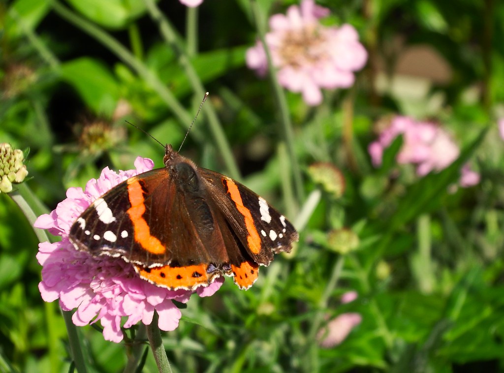 Butterfly At Sandringham. Norfolk. Looking round a garden … Flickr