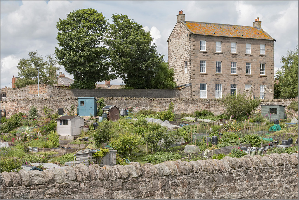 IMG_2397 Lion garden allotments BerwickuponTweed Peter Tyrer Flickr