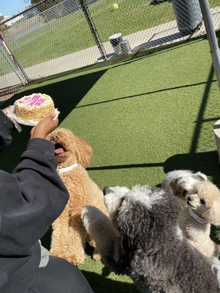 Untitled Rover Oaks Pet Resort (Houston) Flickr