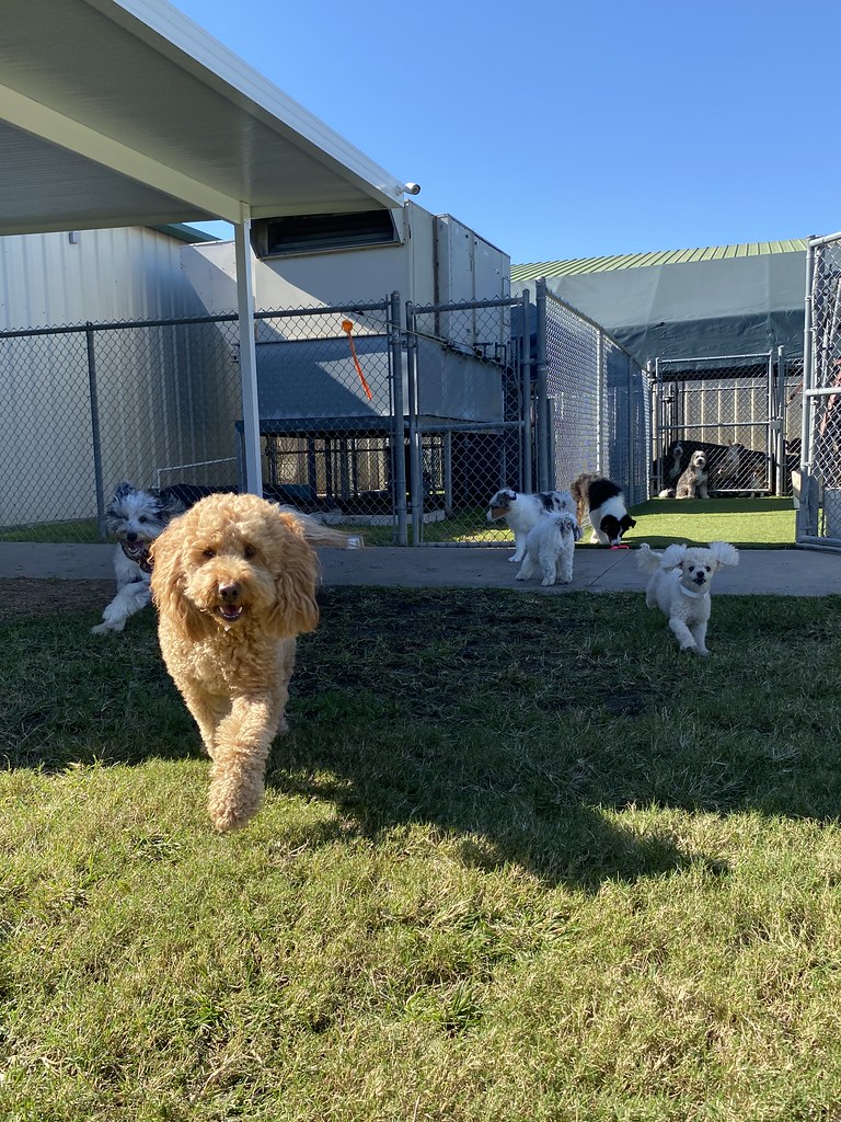 Untitled Rover Oaks Pet Resort (Houston) Flickr