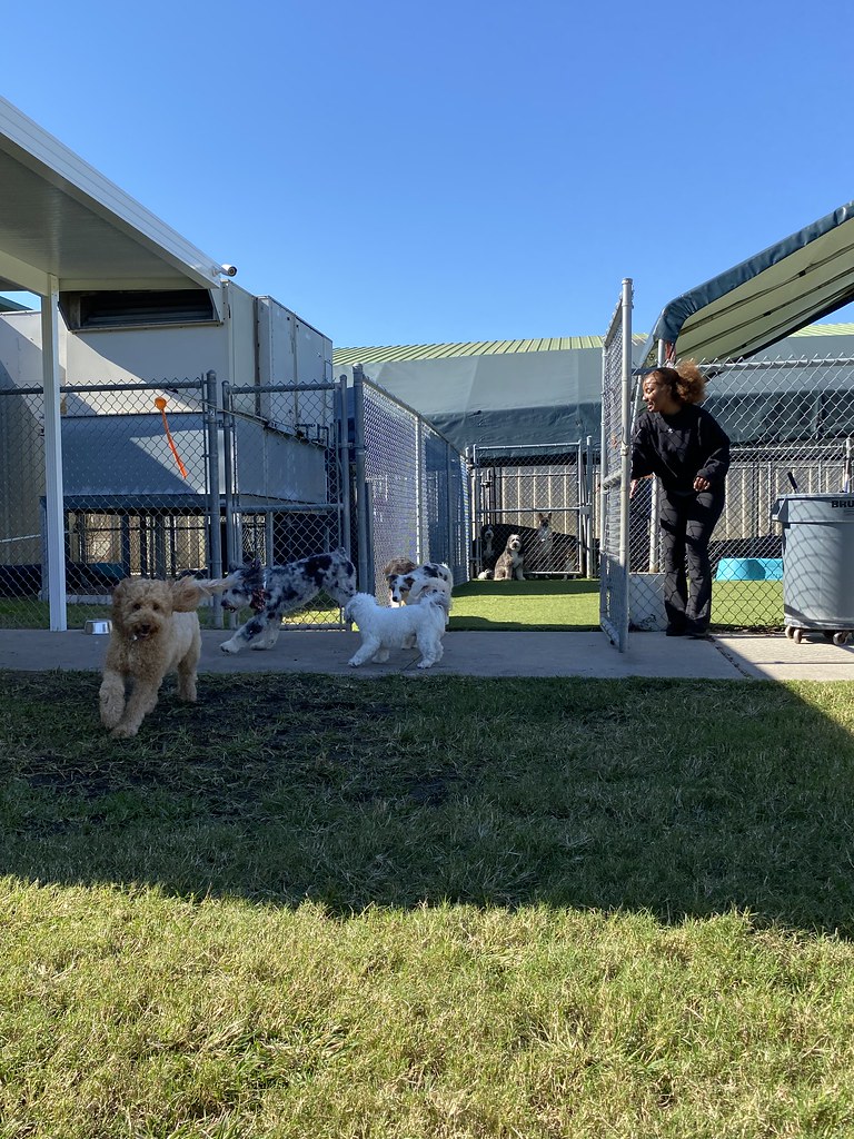 Untitled Rover Oaks Pet Resort (Houston) Flickr