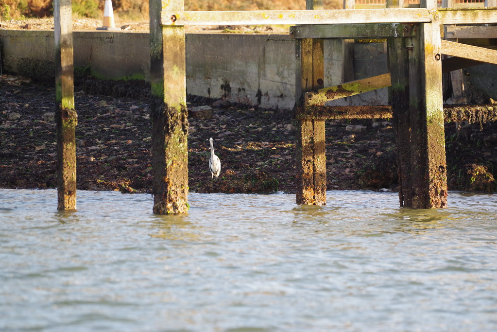 Grey Heron Pottery Pier, Brownsea Island Derek Photos Flickr
