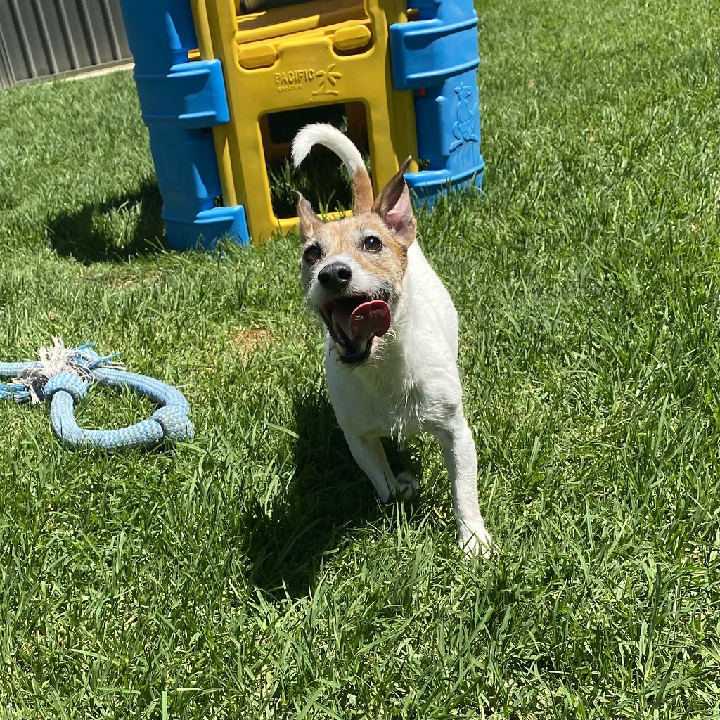 Littles DDC 05/12/2023 Pet Resorts Australia Dural Flickr