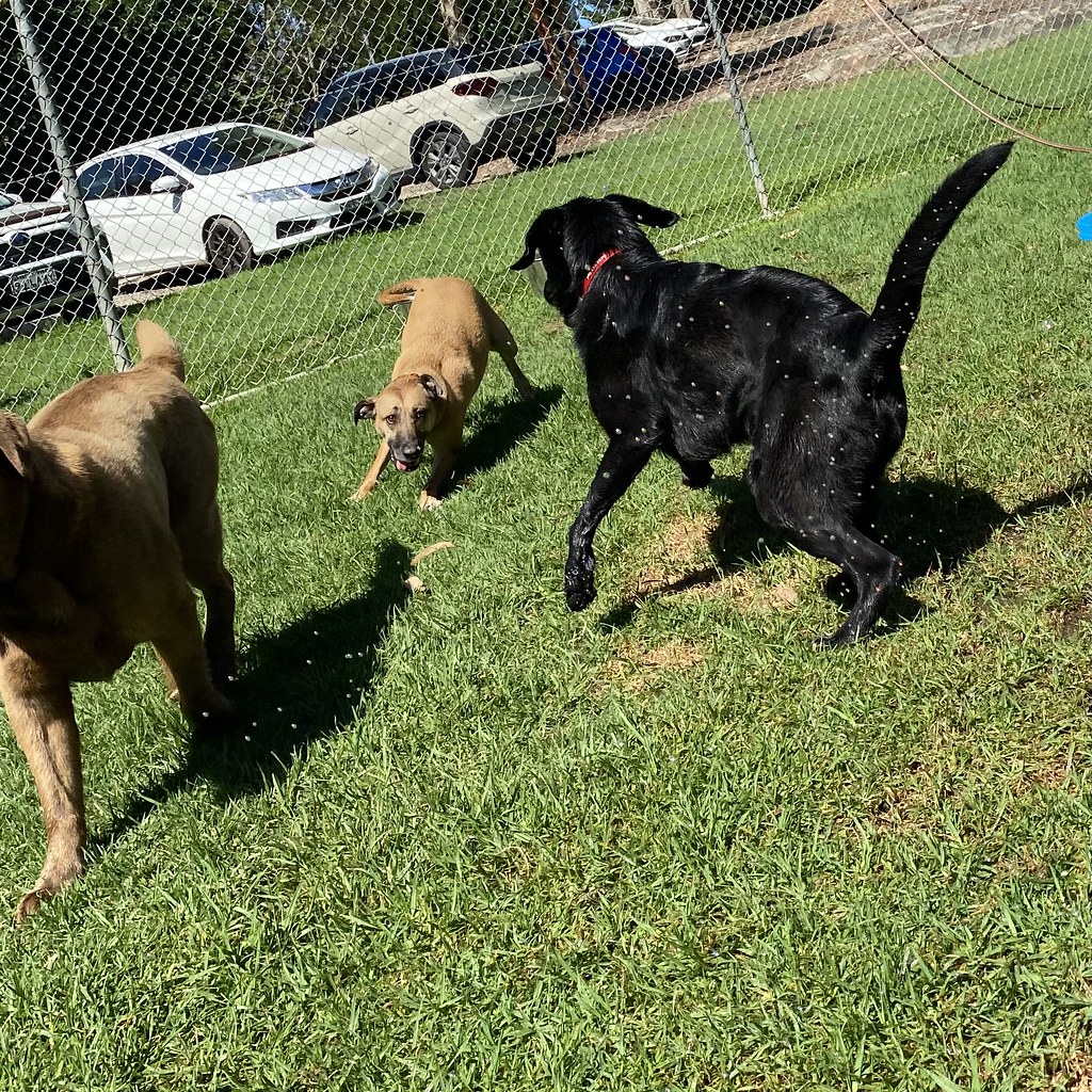 Bigs DDC 05/11/2023 Pet Resorts Australia Dural Flickr